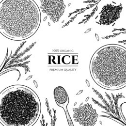 vector frame with rice . hand drawn. vintage style
