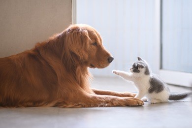 the golden retriever and the kitten