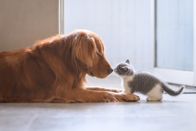 the golden retriever and the kitten