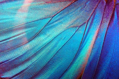 detail of morpho butterfly wing