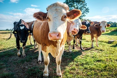 cows at cattle farm in hungary