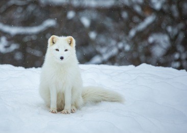 artic fox family sitting alert in the frozen north of quebec, canada.