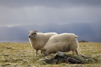 two sheep grazing on high meadows in nature landscape of iceland

