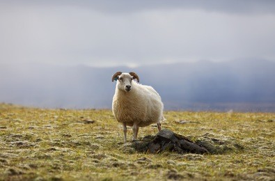 lonely sheep grazing on high meadows in nature landscape of iceland
