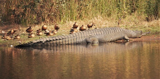 crocodiles or true crocodiles are large aquatic reptiles that live throughout the tropics in africa, asia, the americas and australia. crocodylinae, all of whose members are considered true crocodiles