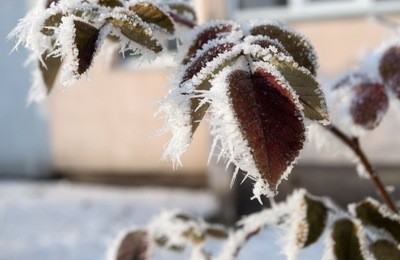 frozen leaves and branches background. frozen tree. frozen weather