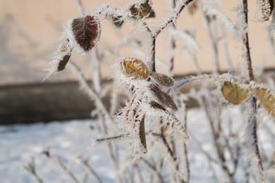 frozen leaves and branches background. frozen tree. frozen weather