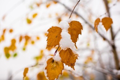 snow on yellow leaves on tree on natural background. snowfall, freezing, cold snap, temperature. late fall or early winter nature. christmas, xmas, new year, eve, holidays celebration.