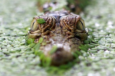 crocodile camouflage on swamp, closeup head of crocodile