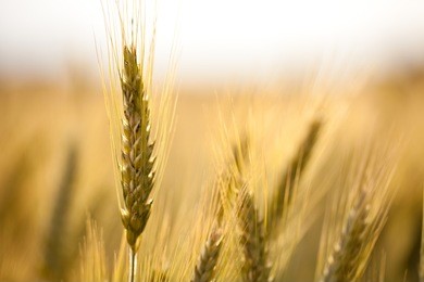 close up view of a wheat field in the country side