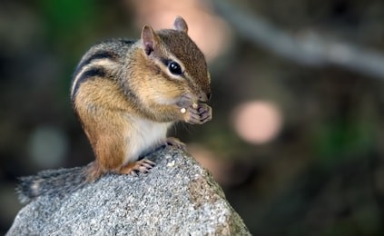 cute chipmunk stuffing his face