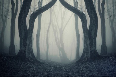 magical gate in a mysterious forest with fog