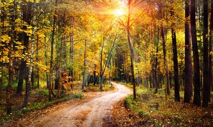 autumn forest landscape on sunny bright day. vivid sunbeams through trees in forest. colorful nature at fall season