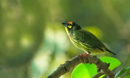 a beautiful bird of bangladesh. colorful cute bird. 
