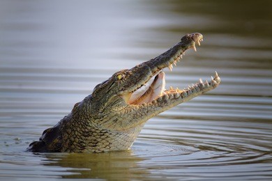 nile crocodile swallowing a fish; crocodylus niloticus - kruger national park