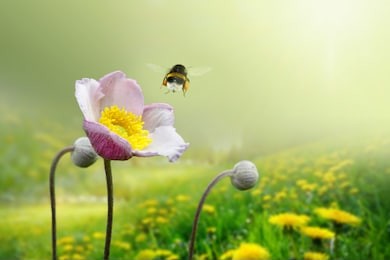 beautiful pink anemone flower on  spring yellow meadow and flying bumblebee macro on soft blurry light green background. concept hot summer in sunshine in nature, bright warm soulful artistic image.