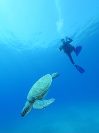 scuba diver watching turtle underwater