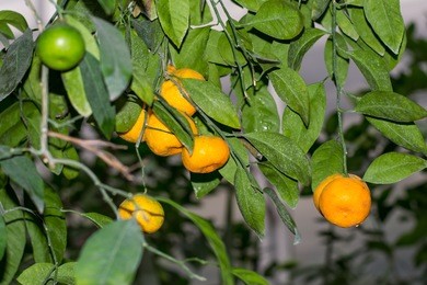 a citrus tree. citrus