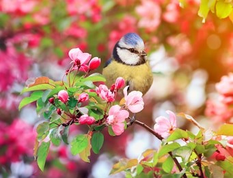 bird titmouse sitting in the garden among the flowering branches of pink cherry blossom in spring
