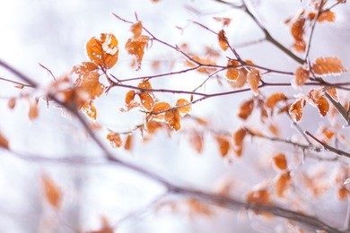 brown frozen leaves background texture. winter mornings. ice on leaves. hoarfrost on withered leaves. beautiful frozen tree branch. frozen autumn leaves on the beech branch.