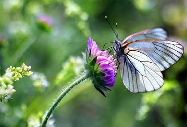 black-veined white butterfly, aporia crataegi
