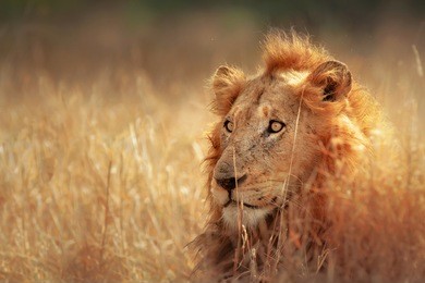 big male lion lying in dense grassland - kruger national park - south africa