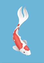 chinese japanese koi fish red carp animal isolated