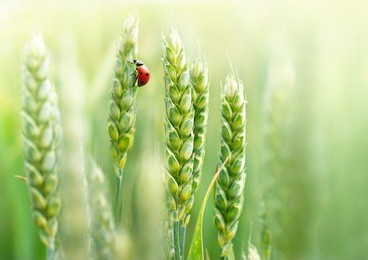 young juicy fresh green wheat ears spikes and a ladybug on nature close-up macro. beautiful texture of young wheat spikelets.
