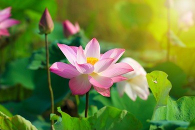 beautiful pink lotus flower in blooming 