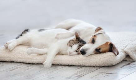 cat and dog sleeping. pets sleeping embracing