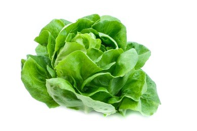 fresh butterhead isolated on white background