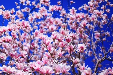 texture of magnolia pink flowers. beautiful magnolia on blue sky background. selective focus on magnolia flowers. magnolias flowers in spring day with blue sky. amazing pink magnolia buds background.