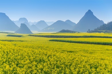 the yellow flowers of rapeseed fields with blue sky at luoping, small county in eastern yunnan, china