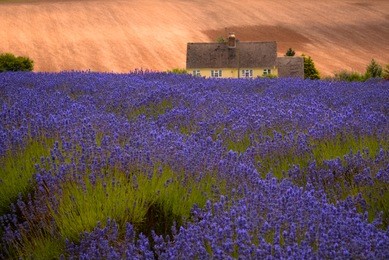 snowshill cotswold lavender farm 