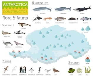 isometric 3d antarctica flora and fauna map elements. animals, birds and sea life. build your own geography infographics collection. vector illustration