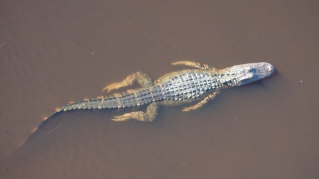 swimming crocodile in cloudy water
