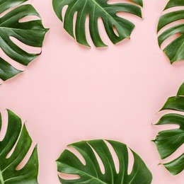 frame of tropical leaves monstera, on a white background pink space for text. top view, flat lay