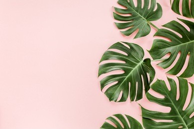 tropical leaves monstera pink background. flat lay, top view