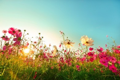 beautiful cosmos flowers blooming in garden