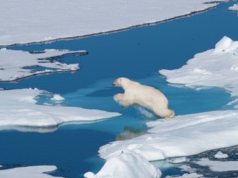 polar bear jumping