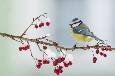 blue tit, parus caeruleus, single bird on red berries
