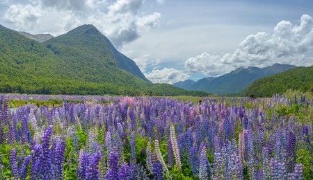 lupine flower in summer, landscape of high mountain glacier at milford sound, new zealand