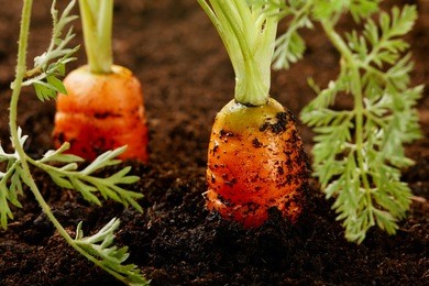 carrots growing in the soil, shalow dof
