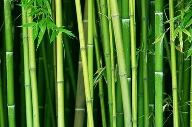 green bamboo stems close up