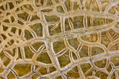 yellow melon texture