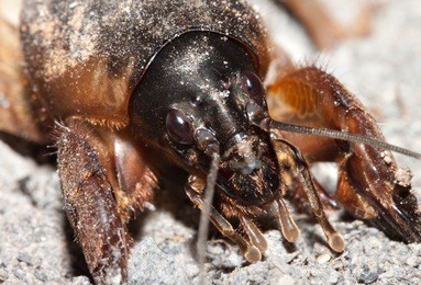 mole cricket 4