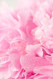 abstract pink peony flower background