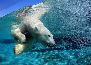 polar bear diving