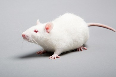 white laboratory rat isolated on grey background