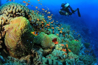 underwater photographer scuba dives at anemone city, red sea